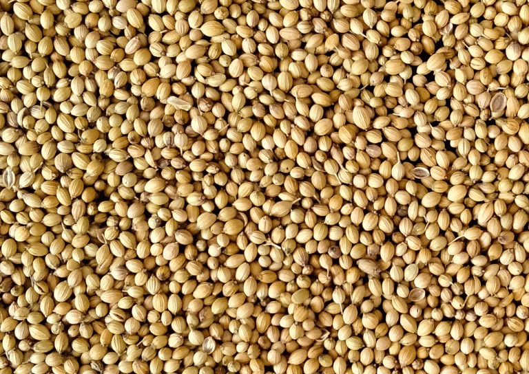 Coriander seeds Commonly used spice in Indian Cuisine, Middle Eastern cuisine, & European cuisine