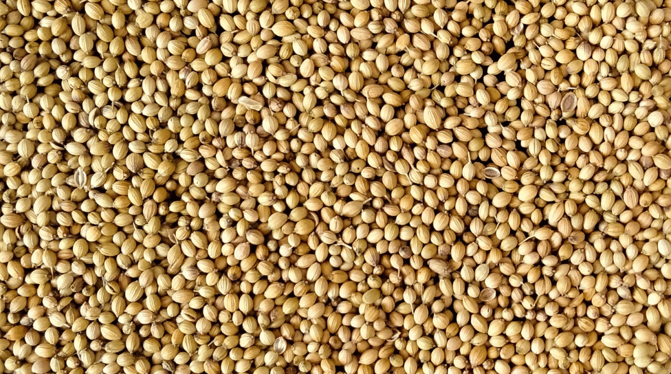 Coriander seeds Commonly used spice in Indian Cuisine, Middle Eastern cuisine, & European cuisine